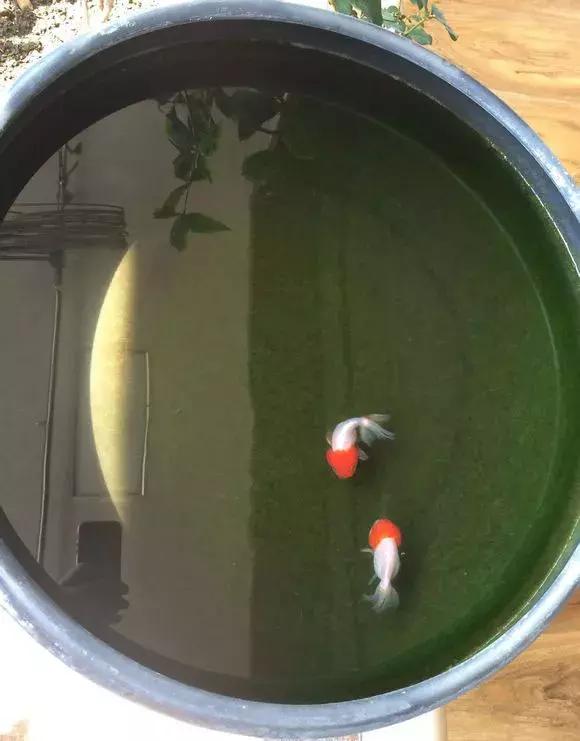 瓷盆古法养金鱼技术,古法养鱼正确做法