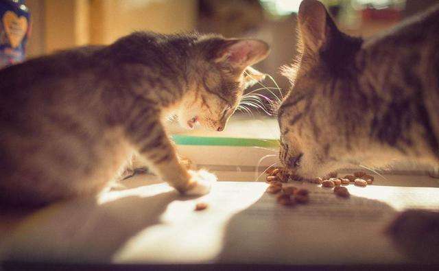 猫能喂生鸡蛋吗,大猫还在喂小猫可以吃生鸡蛋吗