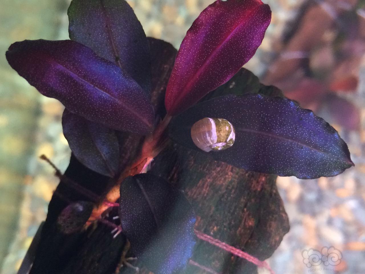 海莲娜辣椒榕和玄武海辣椒榕区别,辣椒榕水草好养吗