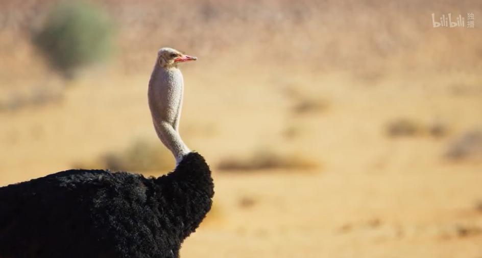 9.9恋爱游戏,9.9分恋爱番