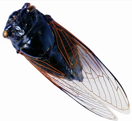 农村潮湿环境常见的昆虫,在乡下能捉到哪些可爱的虫子