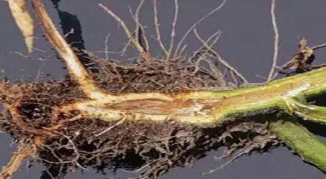 马铃薯这几种病害你都会认吗？认清了以后教你怎么治！（二）