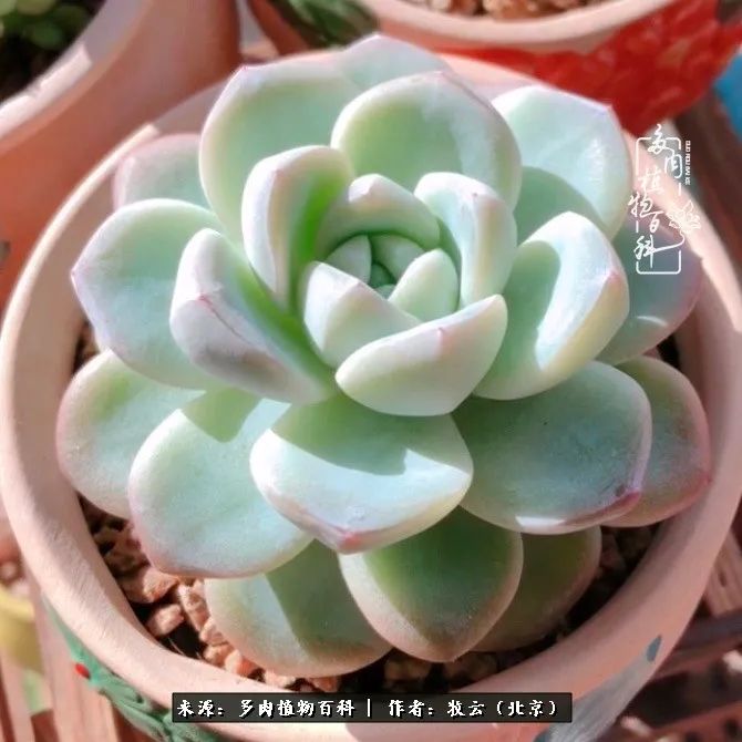 日常生活中常见的多肉植物,多肉植物神奇之处