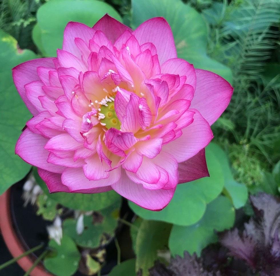 怎样把碗莲养成亭亭玉立的样子,想要把碗莲养开花应该怎么去培养