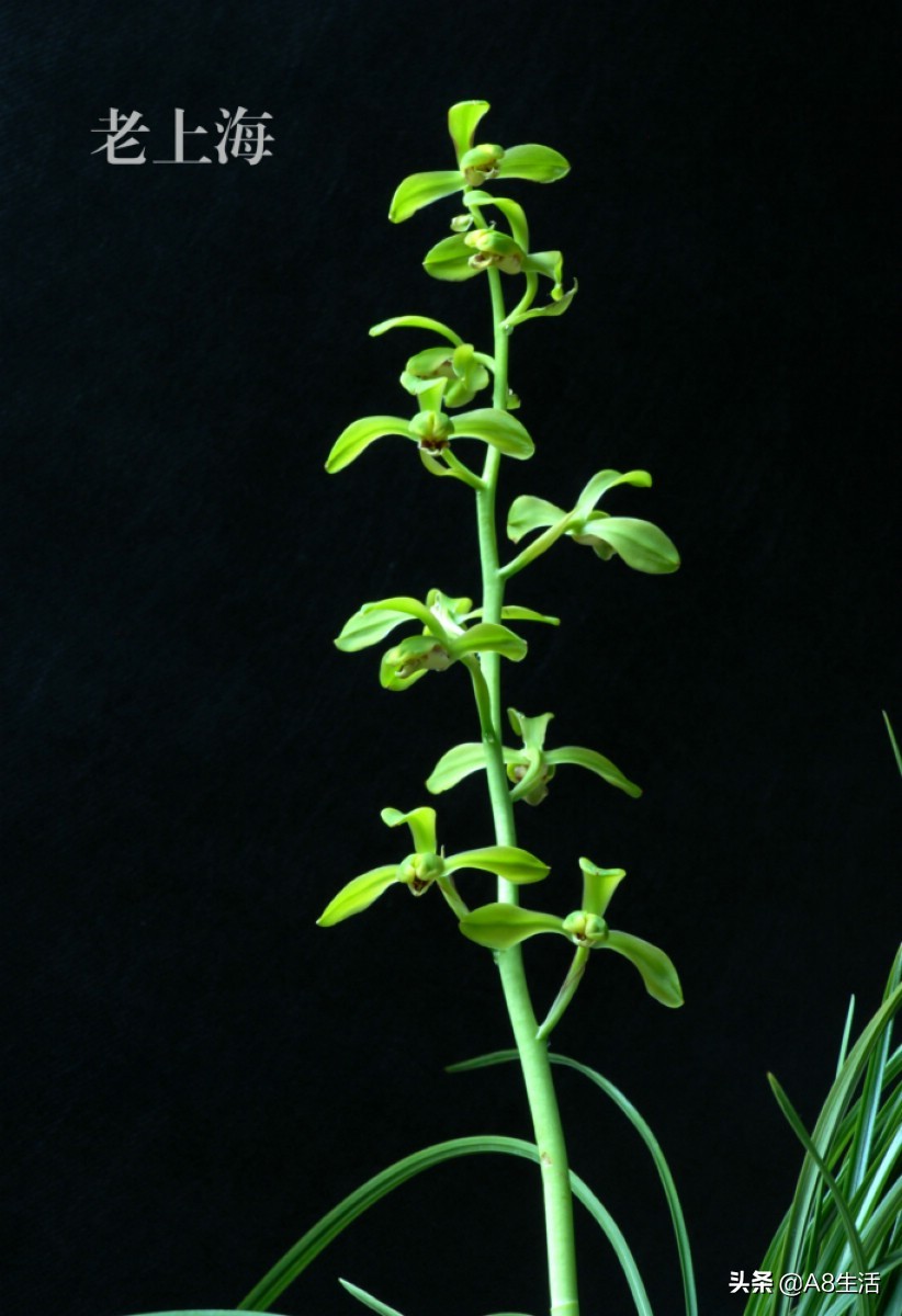 老上海兰花怎么挑选,每日一品中国兰花春兰