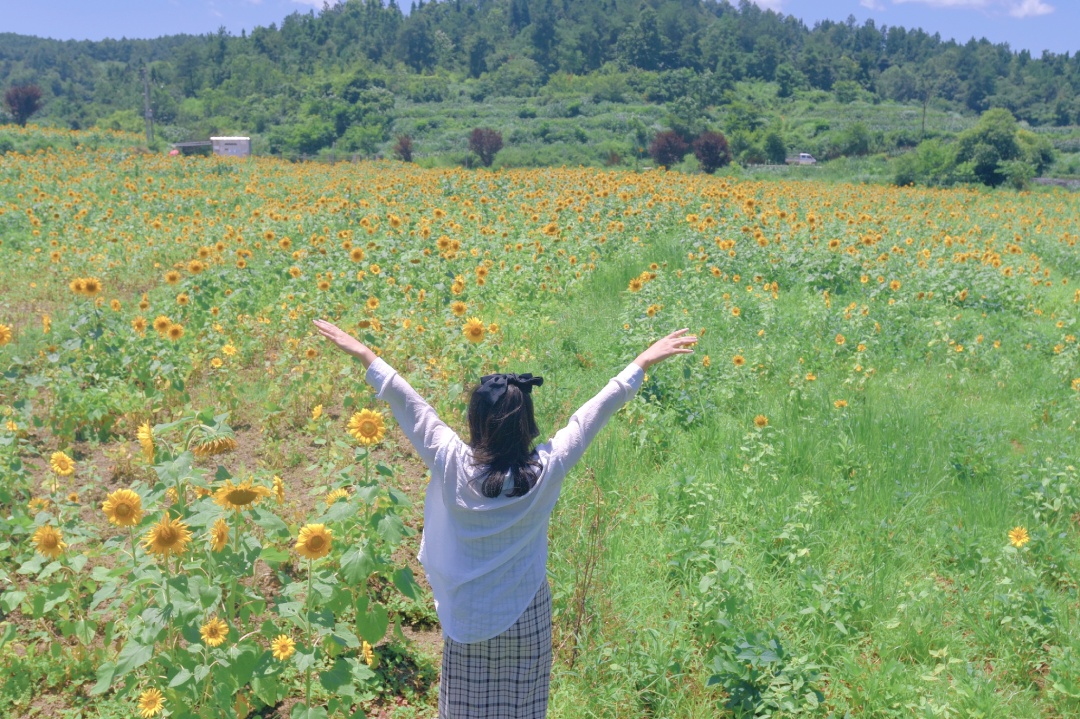 向日葵花海打卡网红地贵阳周边,贵阳白云区向日葵花海