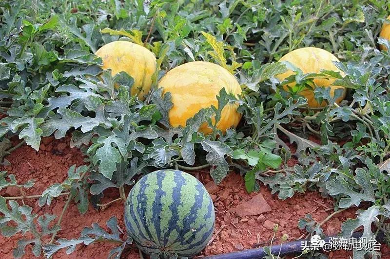 弥勒千亩西瓜熟了!黄心瓜、红心瓜、小香瓜…你喜欢哪种?
