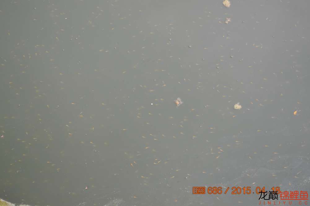 锦鲤苗成长,日本锦鲤水花苗成长