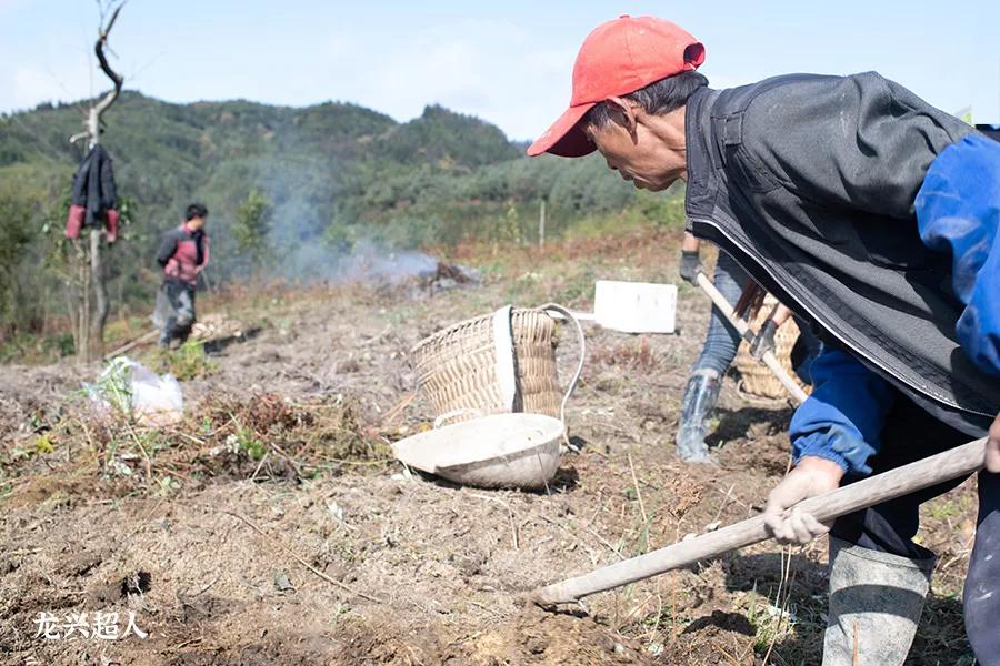 贵州的道地药材天麻,天麻属于哪里的道地药材