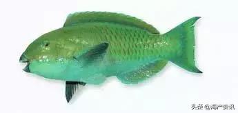 科普海洋鱼类知识儿童,海洋鱼类科普大全图解