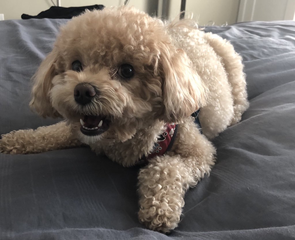 泰迪绒的优点和缺点,泰迪有什么缺点和优点