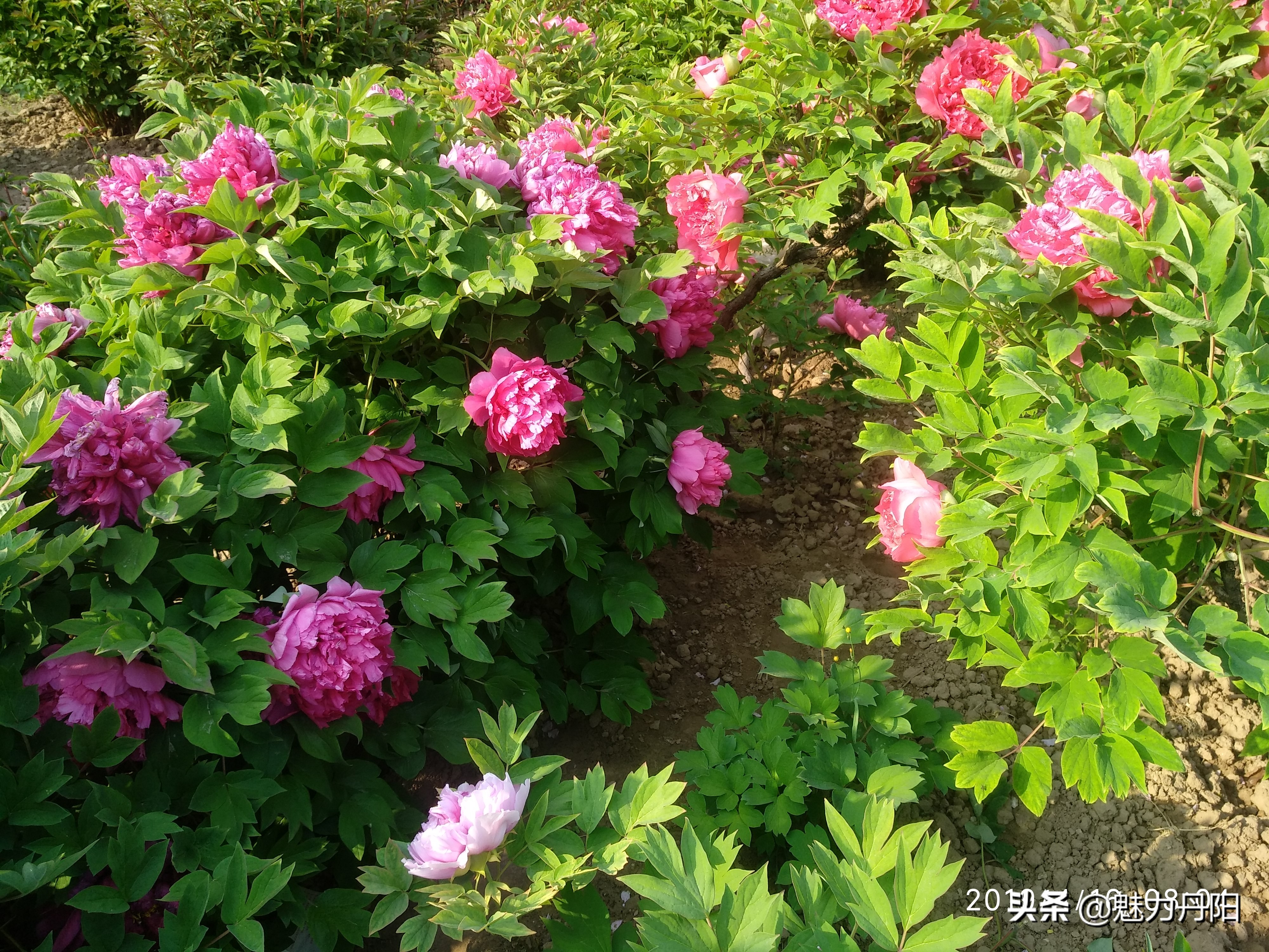 牡丹的一生简单历程文字描述,牡丹的历史和发展