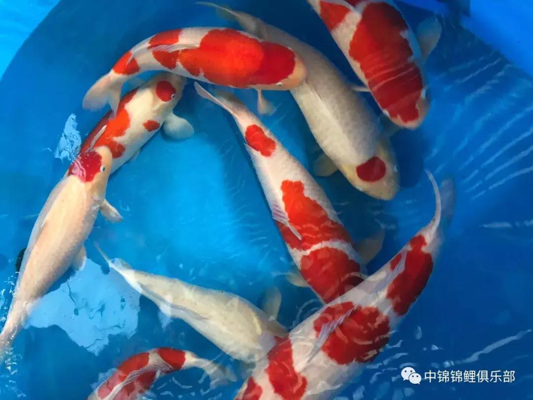 閿﹂菠鍠傞杩囧鏈変粈涔堢棁鐘跺悧,鏃ユ湰閿﹂菠鎬庝箞鍠傞