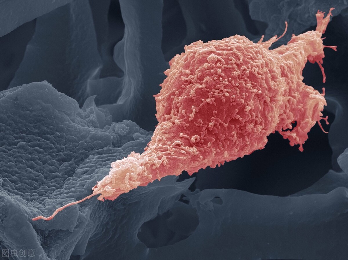 宫颈癌前期病变会影响怀孕吗,宫颈癌前病变会导致孕激素变化吗