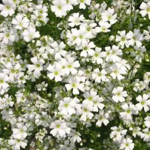 闺蜜送哪些色调的玫瑰较为好一点,什么颜色玫瑰适合送闺蜜