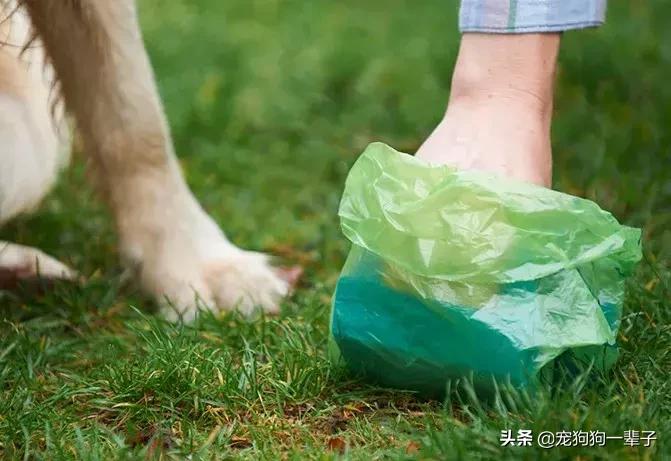 狗主人不清理狗粪便怎么办,对付狗不捡狗屎的办法