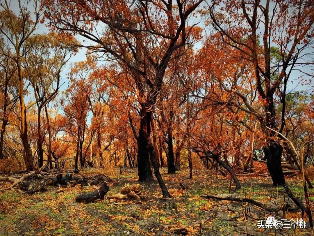 澳洲十二天自由行攻略,澳洲旅游12天自由行攻略