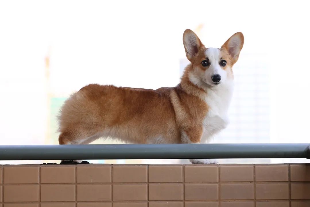 犬猫行为异常有哪些常见症状,发现猫有问题能退吗