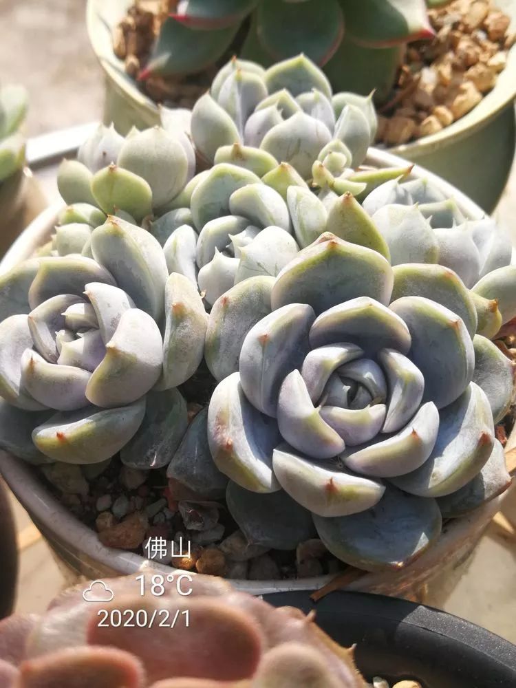 一杯清茶一道暖阳,一杯清茶温暖的时光