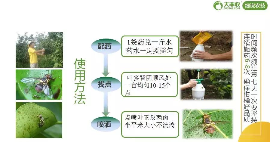 桔小实蝇发生与分布,防治桔大实蝇