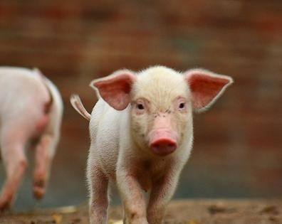 猪人工授精管插多深合适,猪人工授精插管正确方法