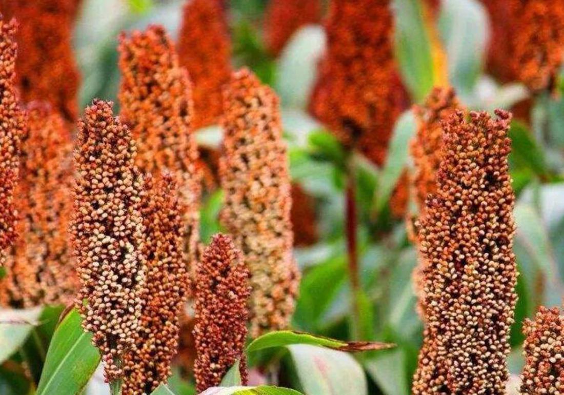 高粱的种植施肥,高粱种植技术和播种方法