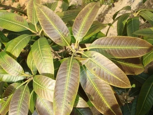 芒果常见的生理病害及防治措施,芒果病害严重的原因有哪些
