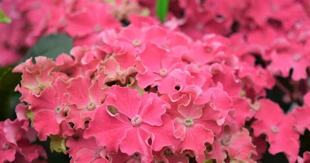 十大顶级绣球品种,最好养的绣球品种