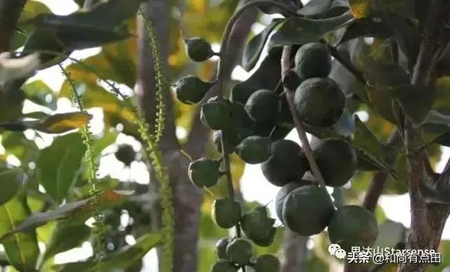 澳洲坚果的生长和做工视频,广西夏威夷果澳洲坚果