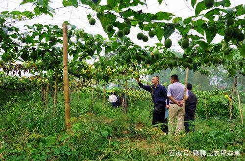 国家政策扶持农村创业项目,农村创业项目推荐2022