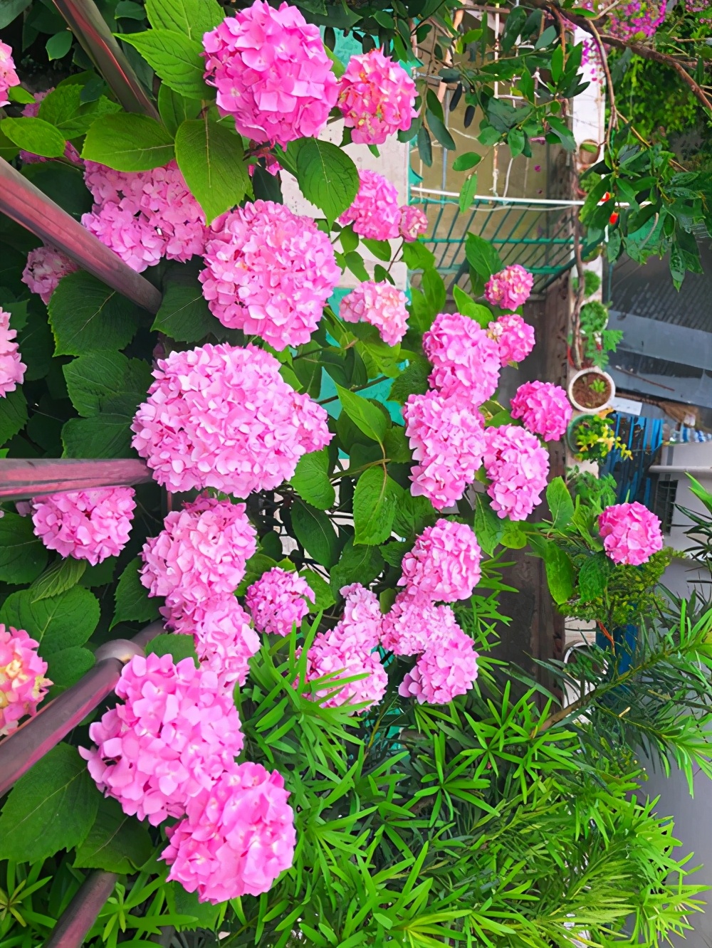 绣球花哪款好看,值得推荐的绣球花