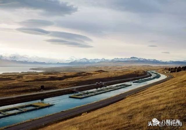 引入活青口贝、鲜帝王鲑,新西兰海产出口商的新生力量!