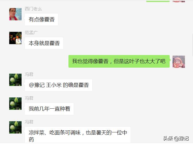 能分清荆芥、十香、薄荷、五香长相的河南人，请举手|豫记