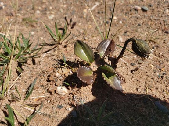 鬼哥的五万里D39青海曲麻莱县五道梁镇-沱沱河保护站