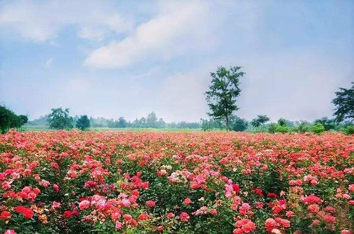 馨香的玫瑰,玫瑰之国保加利亚