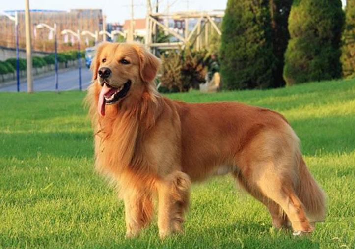 挑选纯种金毛,挑选金毛的正确方法