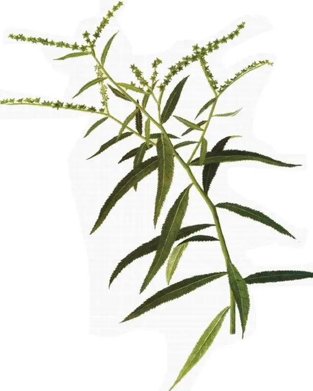 赶黄草喝酒,喝酒了能不能喝赶黄草