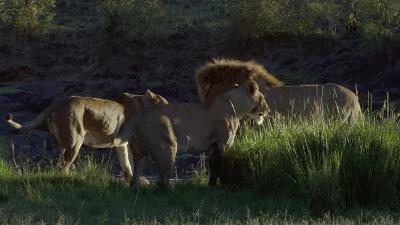 橘猫被抓警察局,肥猫被警察带走判刑