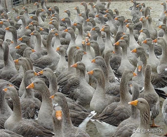养鹅怎么才能提高成本,养鹅要多久才能产生经济效益