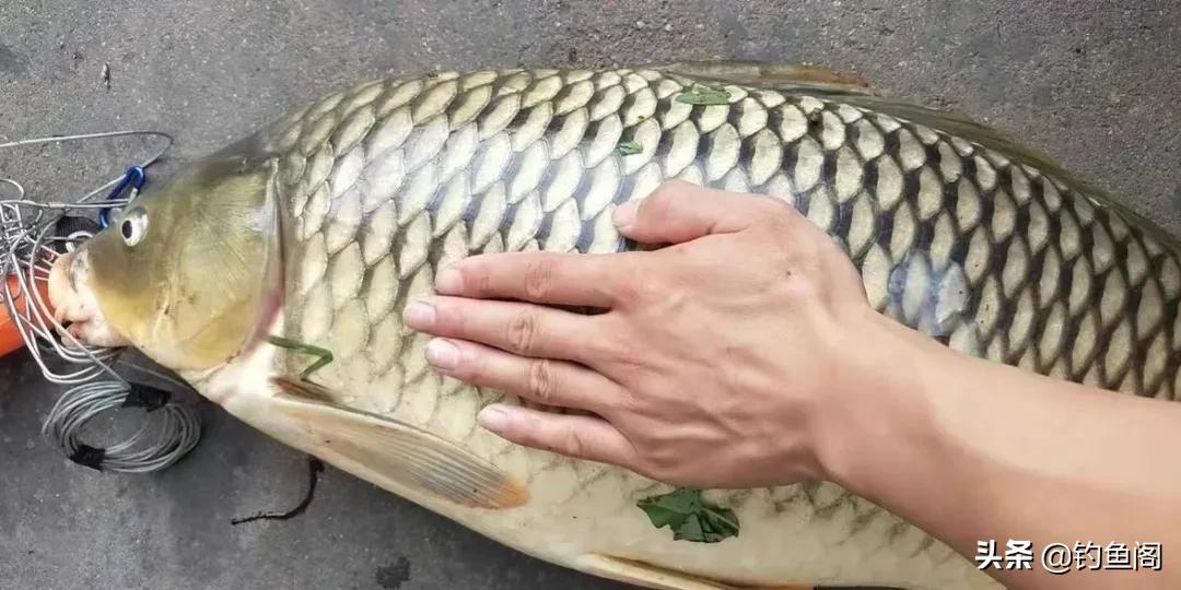 嫩玉米钓鲤鱼会降低鲤鱼警惕性吗,鲤鱼可以用玉米钓了吗