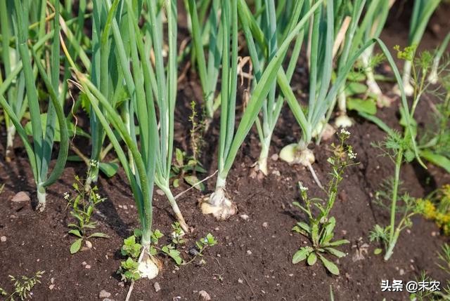 洋葱苗冻害是什么样,洋葱冻害症状图谱