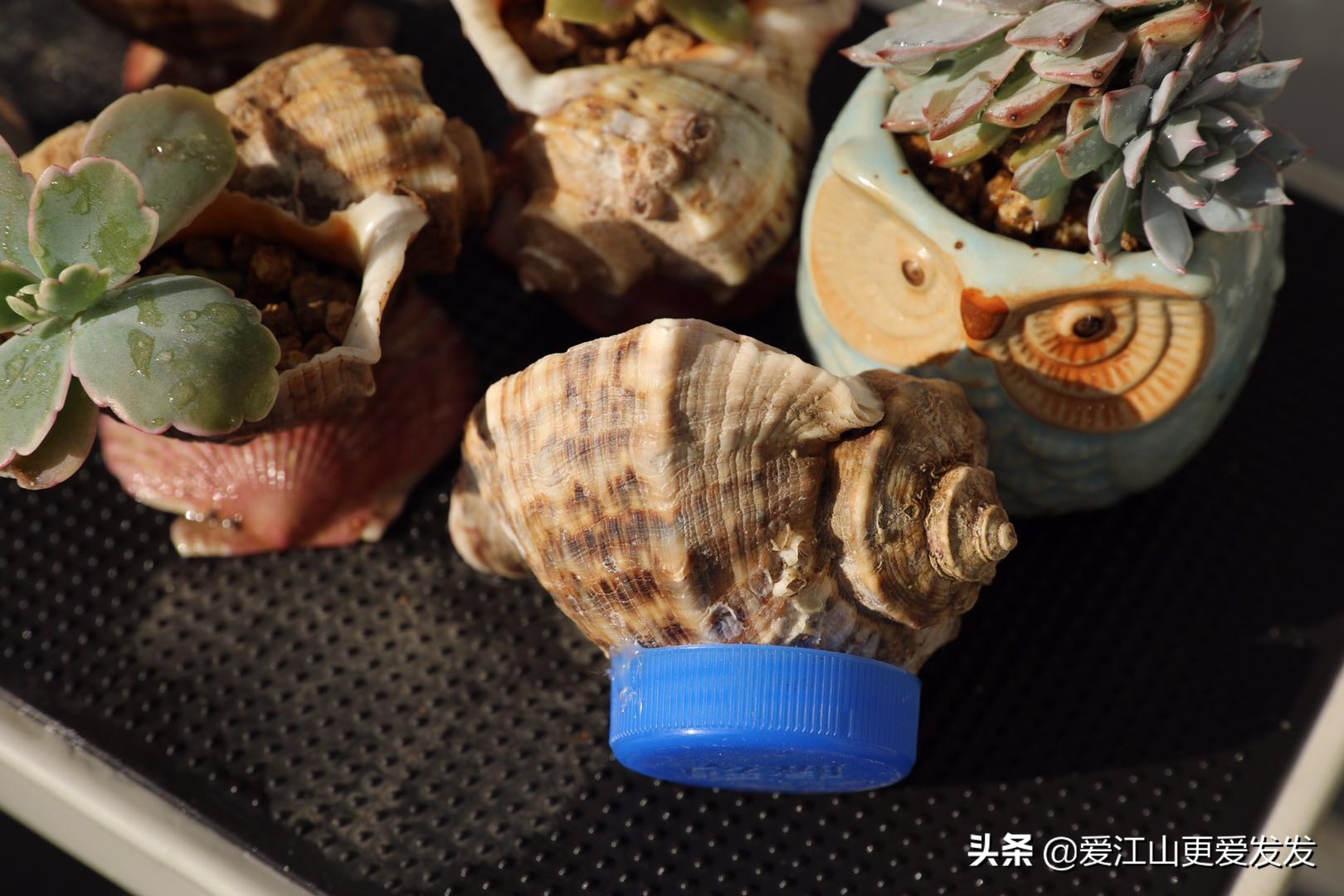 海螺贝壳多肉,生蚝壳做多肉盆
