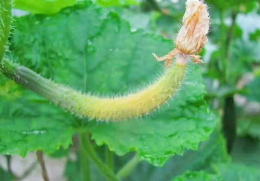 夏天大棚黄瓜防止化瓜方法,瓜类蔬菜怎么处理