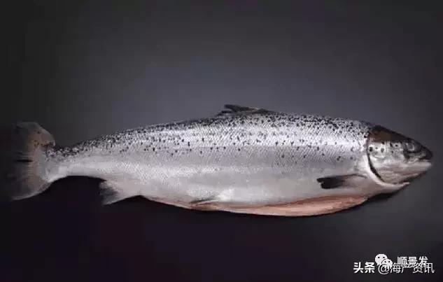 春节必买的海鲜,一年四季海鲜怎么选