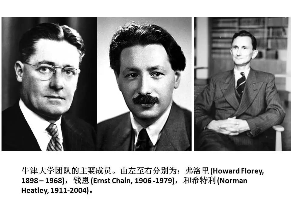 青霉素的发现过程给我们的启迪,青霉素是如何诞生的