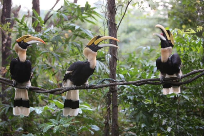 双角犀鸟的爱情,双角犀鸟恋爱