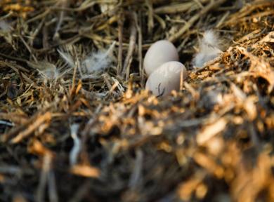 跑山猪原生态散养土黑猪,大山里的美食土鸡土鸭