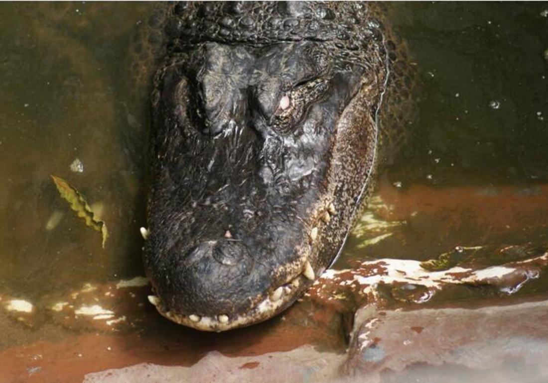 鳄鱼的饲养管理办法有哪些,扬子鳄养殖需要注意什么
