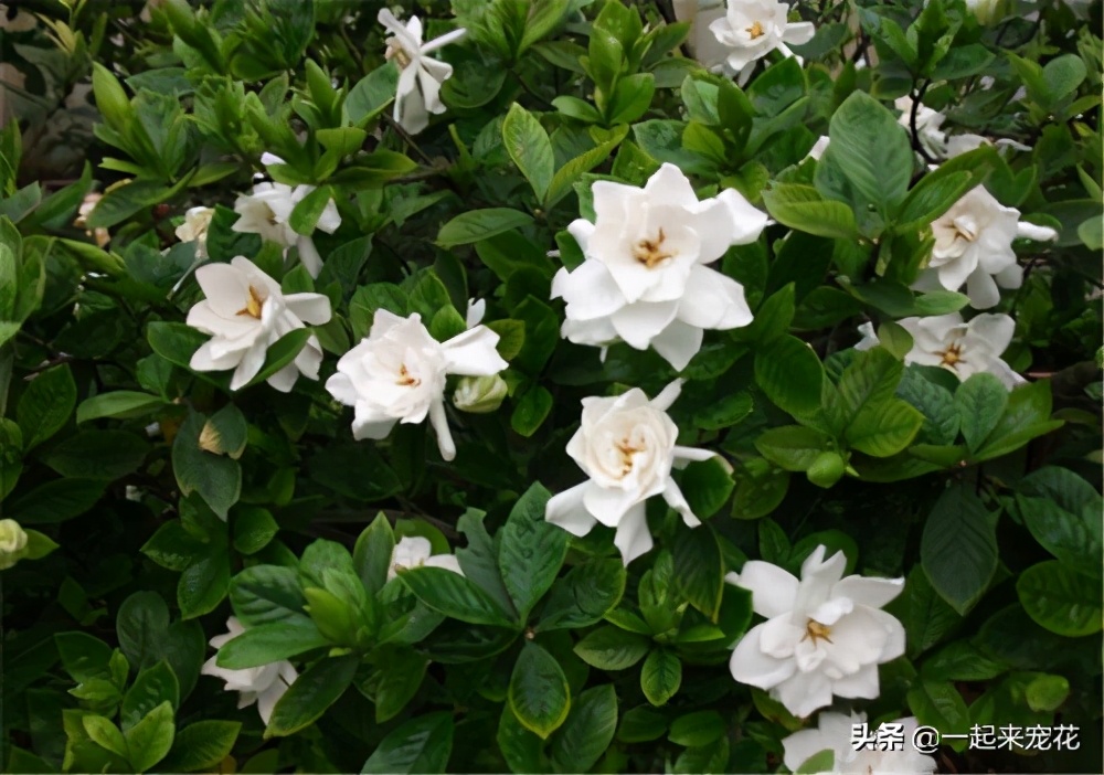 什么品种香水花最好养,哪种香水花好闻又好养