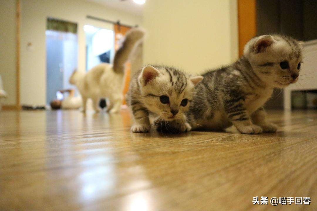 母猫难产应该怎么办,母猫难产有哪些原因